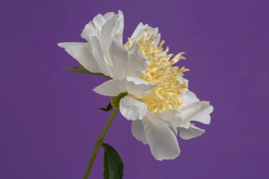 Sarı merkezli beyaz şakayık çiçeği mor arkaplanda izole edilmiş..