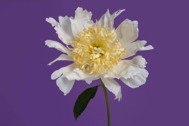 Sarı merkezli beyaz şakayık çiçeği mor arkaplanda izole edilmiş..