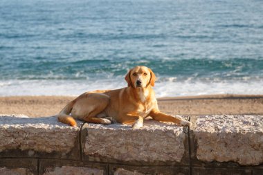 Köpek deniz kenarında dinleniyor..