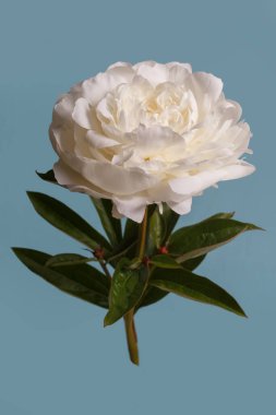 Güzel beyaz şakayık çiçeği mavi arkaplanda izole edilmiş..