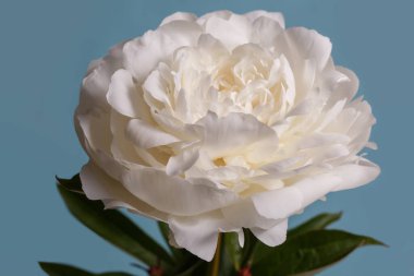 Güzel beyaz şakayık çiçeği mavi arkaplanda izole edilmiş..