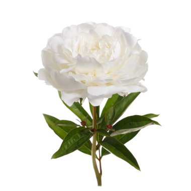 Beyaz arka planda izole beyaz şakayık çiçeği.