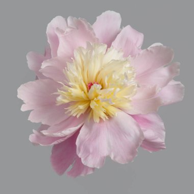 Hassas pembe şakayık çiçeği. Gri bir arka planda sarı bir merkezi var..