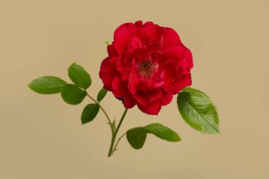 Bej arka planda izole kırmızı bahçe gülü çiçeği.