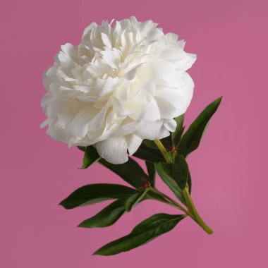 Güzel beyaz şakayık çiçeği pembe arka planda izole edilmiş..