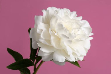 Güzel beyaz şakayık çiçeği pembe arka planda izole edilmiş..