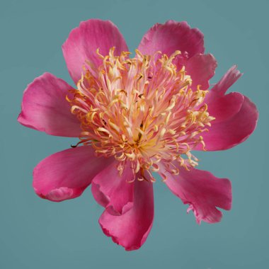 Güzel pembe turuncu şakayık çiçeği mavi arka planda izole edilmiş..