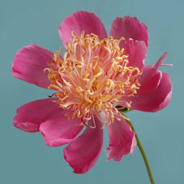 Güzel pembe turuncu şakayık çiçeği mavi arka planda izole edilmiş..