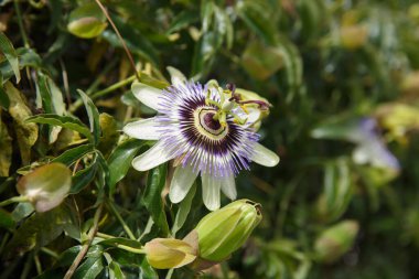 Tutku meyvesi, liana çiçeğinde.