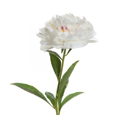 Beyaz arka planda izole edilmiş güzel, narin şakayık çiçeği..