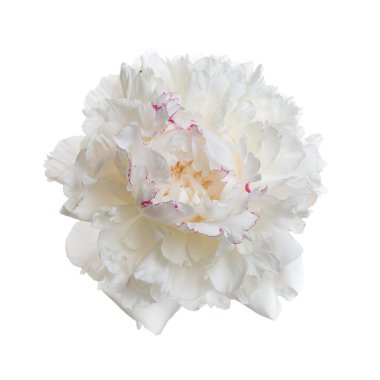 Beyaz arka planda izole edilmiş güzel, narin şakayık çiçeği..