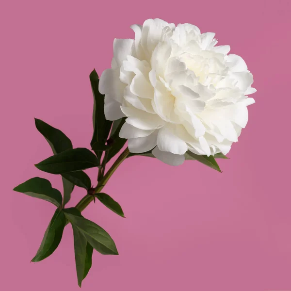 Hermosa Flor Peonía Blanca Aislada Sobre Fondo Rosa —  Fotos de Stock