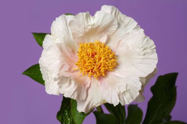 Mor arka planda izole edilmiş sarı bir merkezi olan yumuşak bir gölgenin şakayık çiçeği..