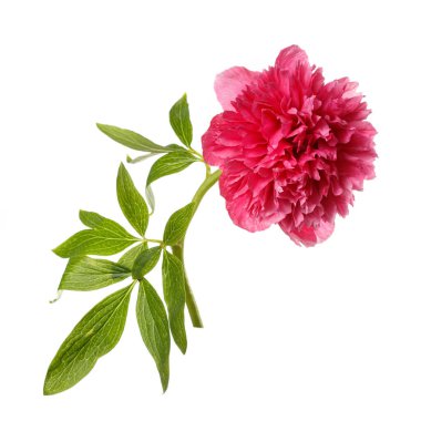 Beyaz arka planda izole edilmiş parlak pembe şakayık çiçeği..