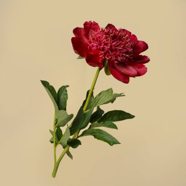 Koyu kırmızı şakayık çiçeği bej arka planda izole edilmiş.