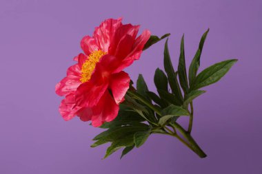 Güzel pembe şakayık çiçeği, sarı merkezli, mor arka planda izole..