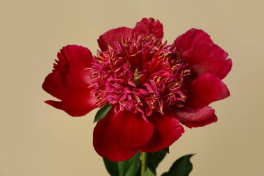 Koyu kırmızı şakayık çiçeği bej arka planda izole edilmiş.