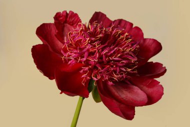 Koyu kırmızı şakayık çiçeği bej arka planda izole edilmiş.