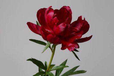 Koyu kırmızı şakayık çiçeği gri arka planda izole edilmiş.