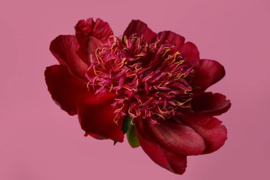 Pembe arka planda koyu kırmızı şakayık çiçeği.