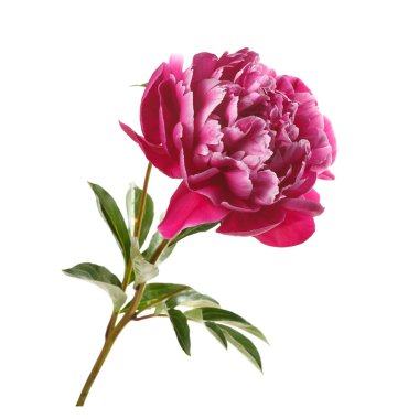 Güzel şarap kırmızısı gül şeklinde şakayık çiçeği beyaz arka planda izole edilmiş..