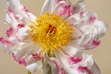 Bej bir arka planda izole edilmiş düzensiz şekilli komik beyaz-pembe şakayık çiçeği..