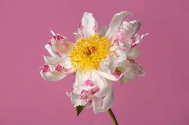 Pembe arka planda bile izole edilmemiş komik beyaz-pembe şakayık çiçeği..