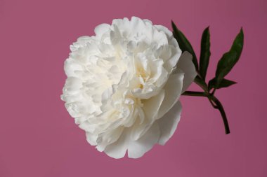 Güzel beyaz şakayık çiçeği pembe arka planda izole edilmiş..