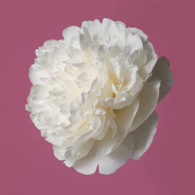 Güzel beyaz şakayık çiçeği pembe arka planda izole edilmiş..