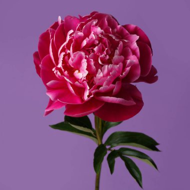 Eflatun arkaplanda yalıtılmış gül biçimli şakayık çiçeği..