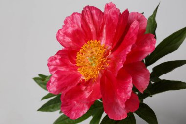 Gri arka planda izole edilmiş güzel pembe şakayık çiçeği..