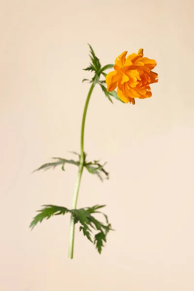 Souci Fleur Orange Isolé Sur Fond Beige — Photo