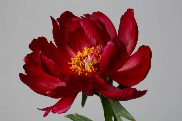 Flor Peonía Roja Oscura Aislada Sobre Fondo Gris — Foto de Stock