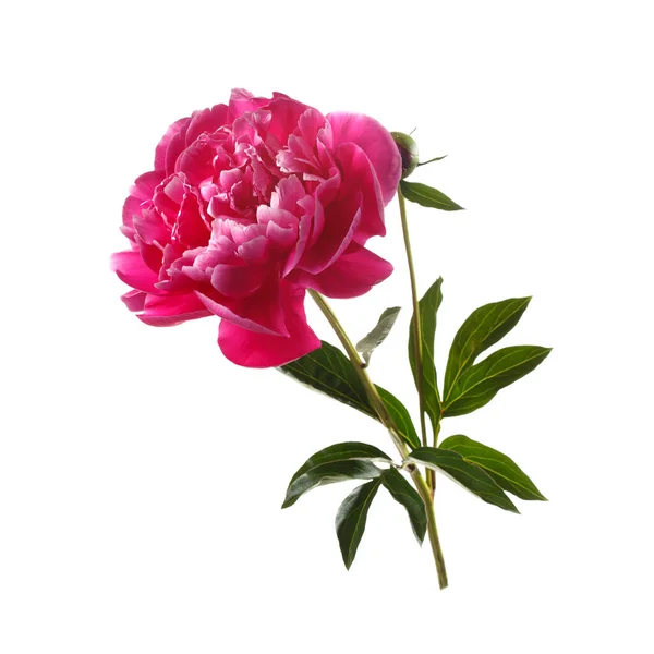 Красивый Винно Красный Розовый Пионерский Цветок Белом Фоне — стоковое фото