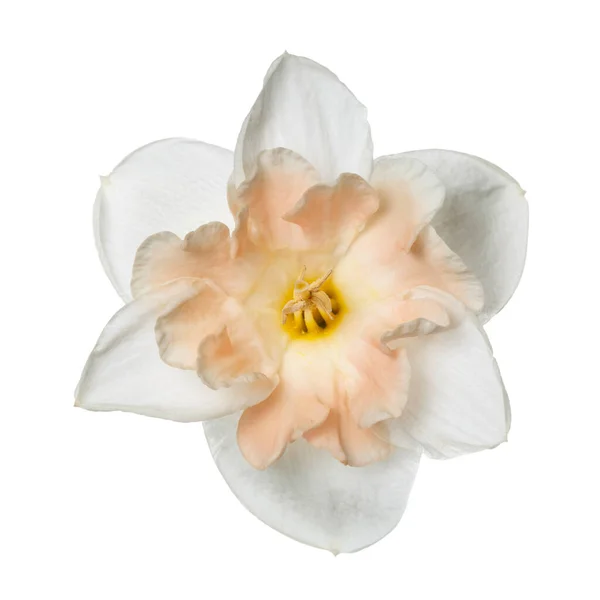 Una Flor Narciso Claro Con Suave Centro Rosa Aislado Sobre — Foto de Stock