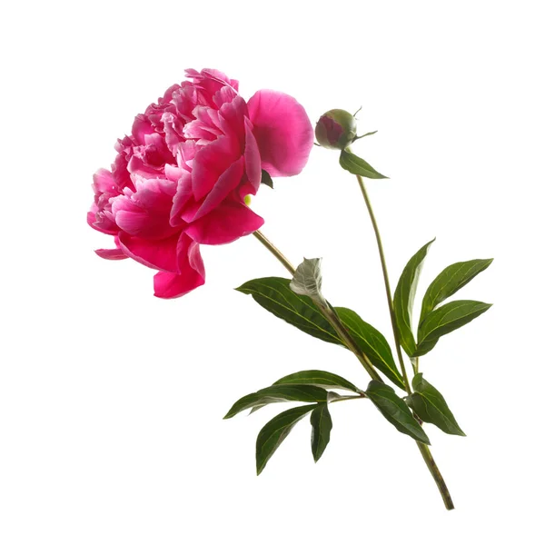 Vackra Vin Röd Ros Formade Pion Blomma Isolerad Vit Bakgrund — Stockfoto