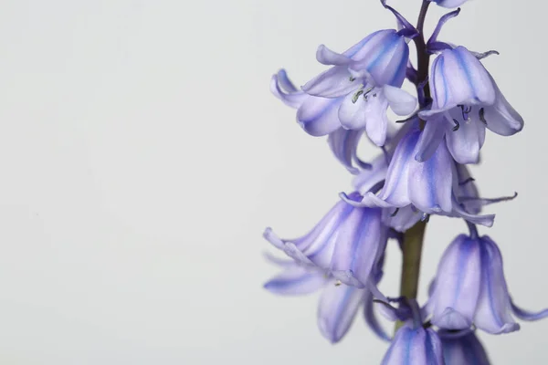 Lilac Blomstã Llning Rdar Isolerade Grã Bakgrund — Stockfoto