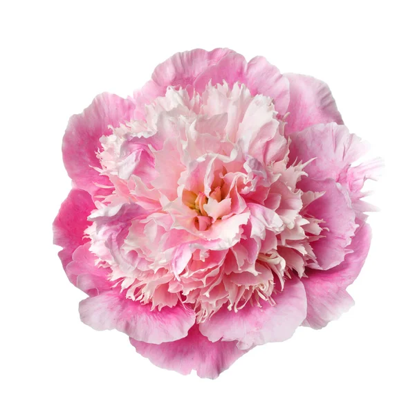 Flor Peônia Suavemente Rosa Isolada Fundo Branco — Fotografia de Stock