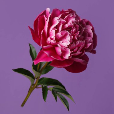 Eflatun arkaplanda yalıtılmış gül biçimli şakayık çiçeği..