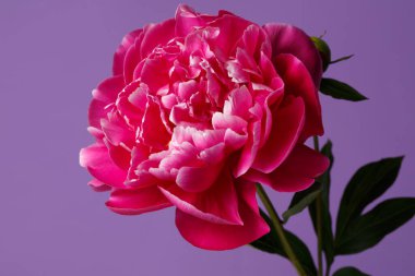 Eflatun arkaplanda yalıtılmış gül biçimli şakayık çiçeği..