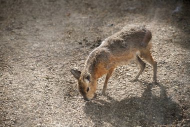 Vahşi Güney Ameniran 'lı hayvan Mara güneşli bir günde.