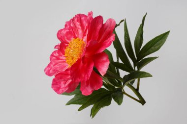 Gri arka planda izole edilmiş güzel pembe şakayık çiçeği..