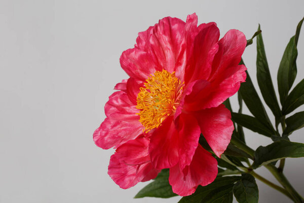 Beautiful bright pink peony flower isolated on grey background.