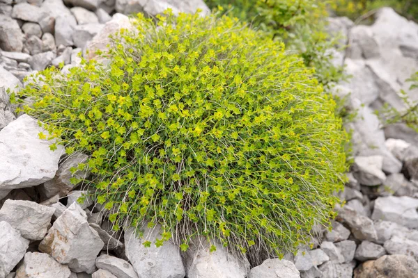 Blooming Alyssum Bush Gray Stones — Stock Photo, Image