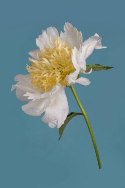 Mavi arka planda sarı merkezli beyaz dağınık şakayık çiçek..