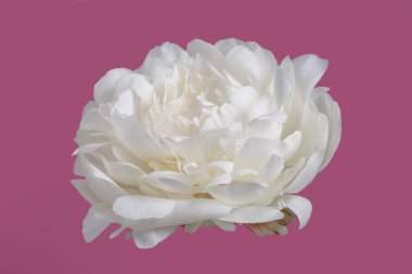 Beyaz narin şakayık çiçeği pembe arka planda izole edilmiş..