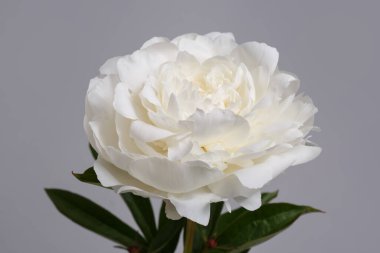 Beyaz narin şakayık çiçeği gri arka planda izole edilmiş..