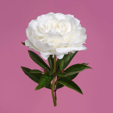 Beyaz narin şakayık çiçeği pembe arka planda izole edilmiş..