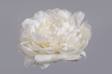 Beyaz narin şakayık çiçeği gri arka planda izole edilmiş..