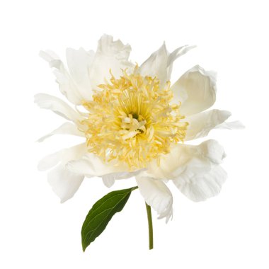 Beyaz arkaplanda sarı merkezli, dağınık, şakayık bir çiçek..